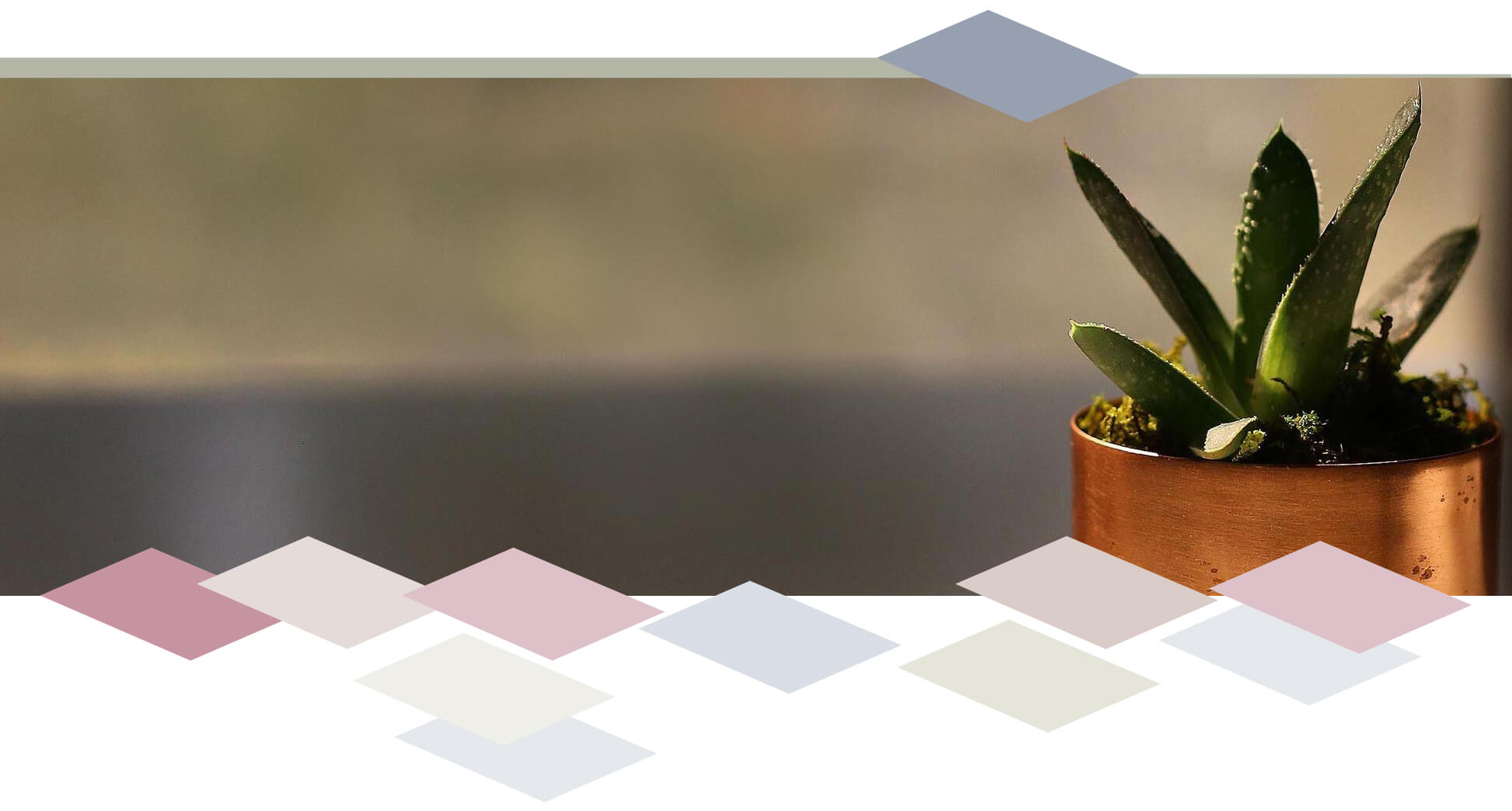 Background image of a potted succulent
