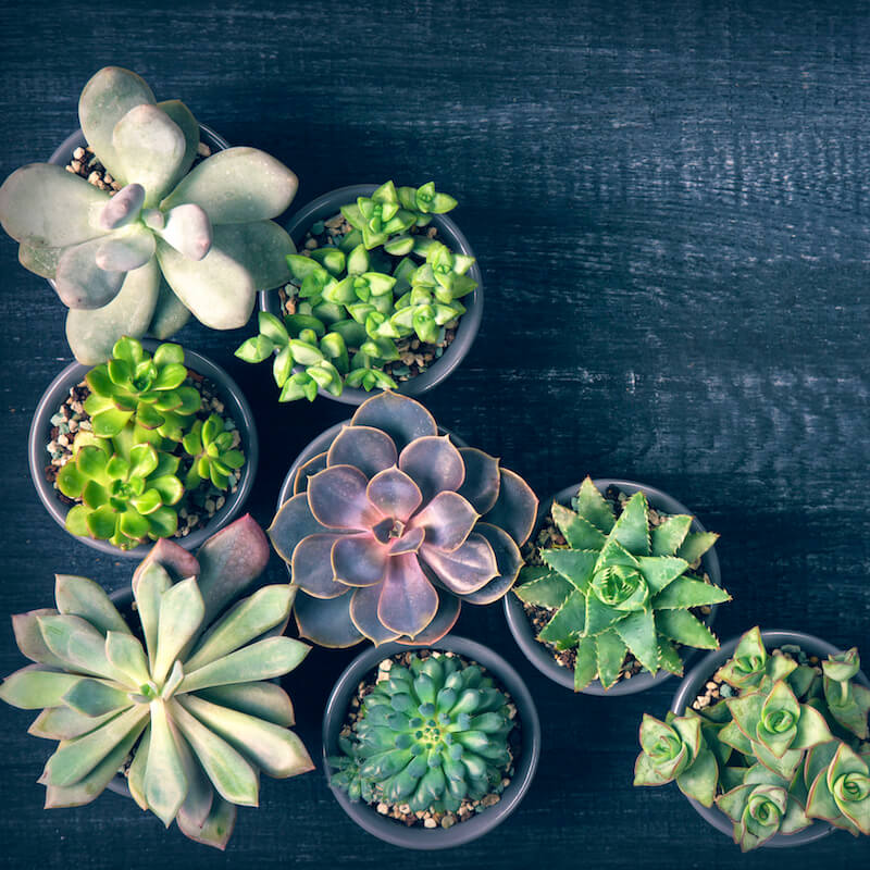 Image of eight succulent potted plants.