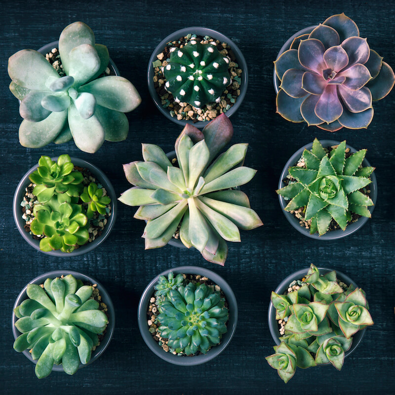 Image of twelve succulent potted plants.