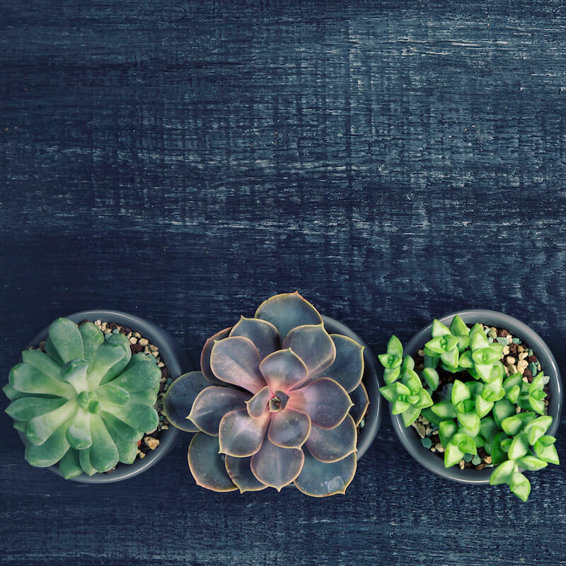 Image of three succulent potted plants.