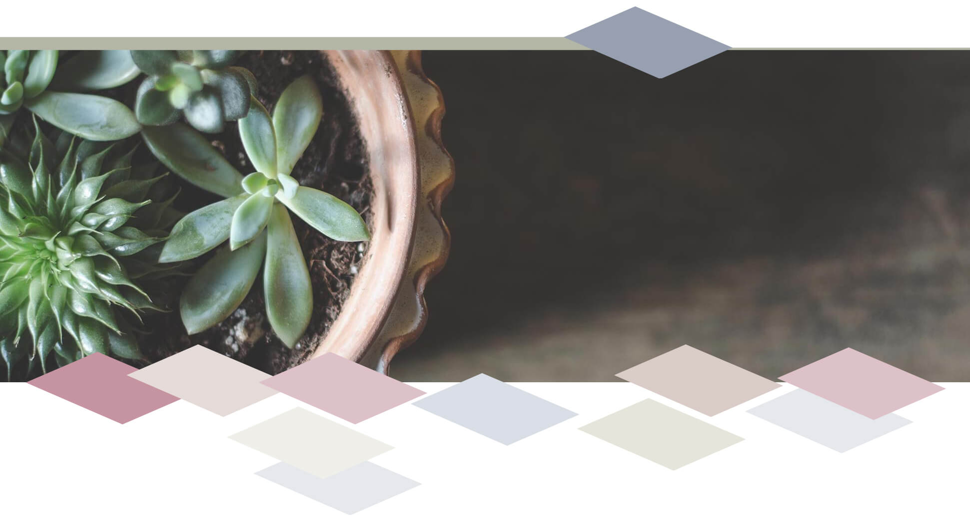 Background image of a potted succulent